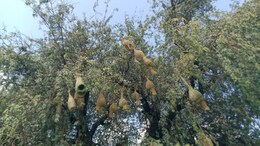 Weaver Bird: नन्ही बया ने बुना अद्भुत घर, 20 दिन में तैयार किया 'दो कमरों वाला' लैंटर्न हाउस