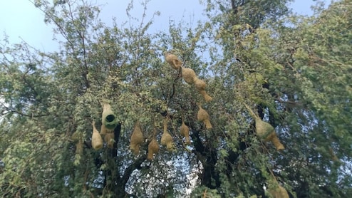 Weaver Bird: नन्ही बया ने बुना अद्भुत घर, 20 दिन में तैयार किया 'दो कमरों वाला' लैंटर्न हाउस