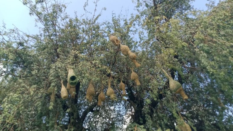 Weaver Bird: नन्ही बया ने बुना अद्भुत घर, 20 दिन में तैयार किया 'दो कमरों वाला' लैंटर्न हाउस