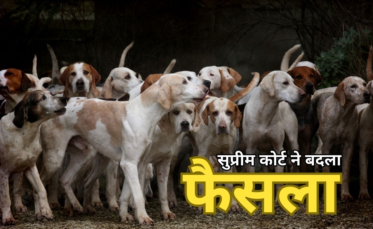 स्ट्रीट डॉग्स पर सुप्रीम फैसला, सार्वजनिक रूप से आवारा कुत्तों को खाना नहीं खिला पाएंगे डॉग लवर्स!