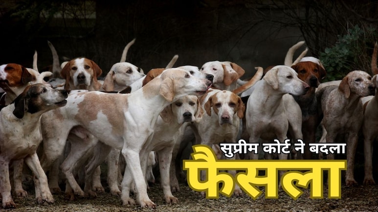 स्ट्रीट डॉग्स पर सुप्रीम फैसला, सार्वजनिक रूप से आवारा कुत्तों को खाना नहीं खिला पाएंगे डॉग लवर्स! स्ट्रीट डॉग्स पर सुप्रीम फैसला, सार्वजनिक रूप से आवारा कुत्तों को खाना नहीं खिला पाएंगे डॉग लवर्स!