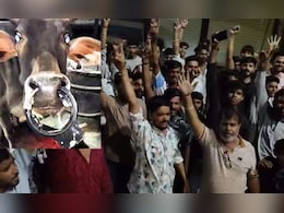 क्रूरता की इंतहा! गाय की नाक में डाला ताला, नहीं खुला मुंह बहता रहा खून; लोगों ने ग्रिंडर से काटा लॉक