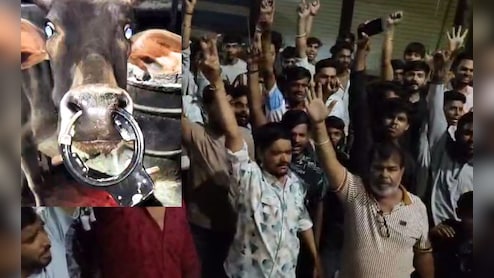 क्रूरता की इंतहा! गाय की नाक में डाला ताला, नहीं खुला मुंह बहता रहा खून; लोगों ने ग्रिंडर से काटा लॉक