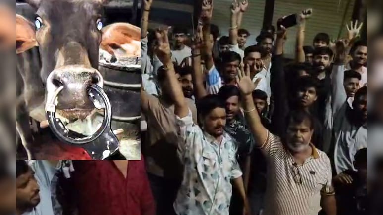 क्रूरता की इंतहा! गाय की नाक में डाला ताला, नहीं खुला मुंह बहता रहा खून; लोगों ने ग्रिंडर से काटा लॉक क्रूरता की इंतहा! गाय की नाक में डाला ताला, नहीं खुला मुंह बहता रहा खून; लोगों ने ग्रिंडर से काटा लॉक