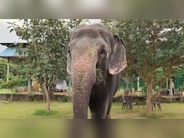 जयपुर में हाथी करेंगे रैंप वॉक, 62 किलो चांदी के पहनाए जाएंगे गहने; होगा शृंगार