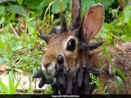 "Zombie-Rabbits": Bunnies In Colorado Spotted With Bizarre Horn-Like Tentacles "Zombie-Rabbits": Bunnies In Colorado Spotted With Bizarre Horn-Like Tentacles