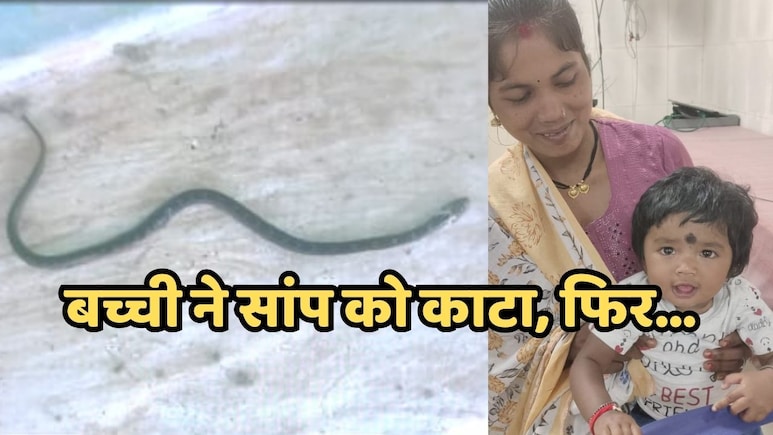9 माह की बच्ची ने खिलौना समझकर करैत सांप को काटा, फिर तड़प-तड़प कर सांप ने तोड़ा दम
