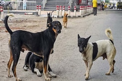 "I Will Look Into This": Chief Justice On Supreme Court Order On Stray Dogs "I Will Look Into This": Chief Justice On Supreme Court Order On Stray Dogs