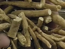 अश्वगंधा के फायदे, नुकसान और सेवन की विधि | Ashwagandha Benefits and Side Effects in Hindi अश्वगंधा के फायदे, नुकसान और सेवन की विधि | Ashwagandha Benefits and Side Effects in Hindi