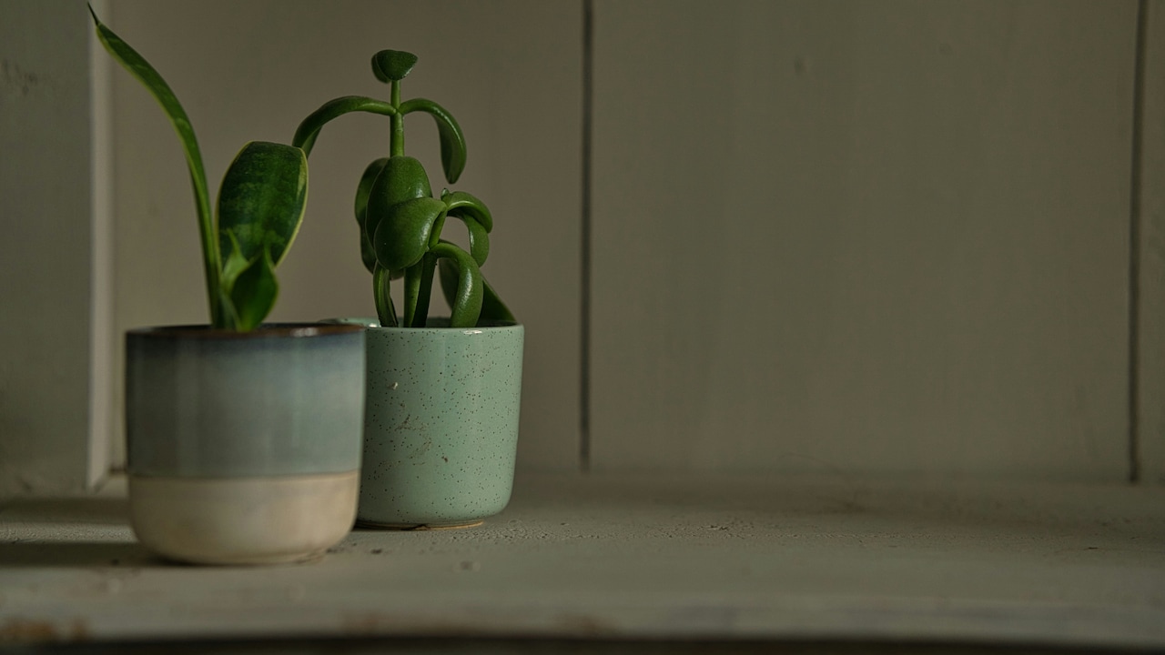 Keep Your Home Surroundings Healthier With Planters From Amazon