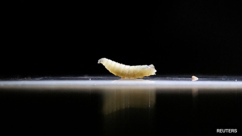 Flesh-Eating Screwworm Parasite Identified In A Person In Maryland Flesh-Eating Screwworm Parasite Identified In A Person In Maryland