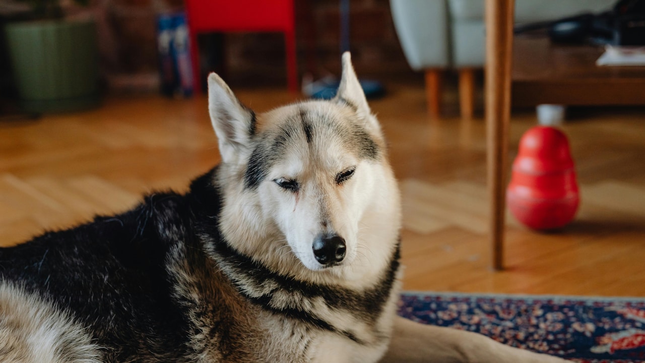 Choosing a rug with odour-resistant properties