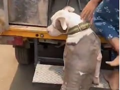 7-Year-Old Chennai Girl Mauled By Pit Bull, Doctors Recommend Plastic Surgery