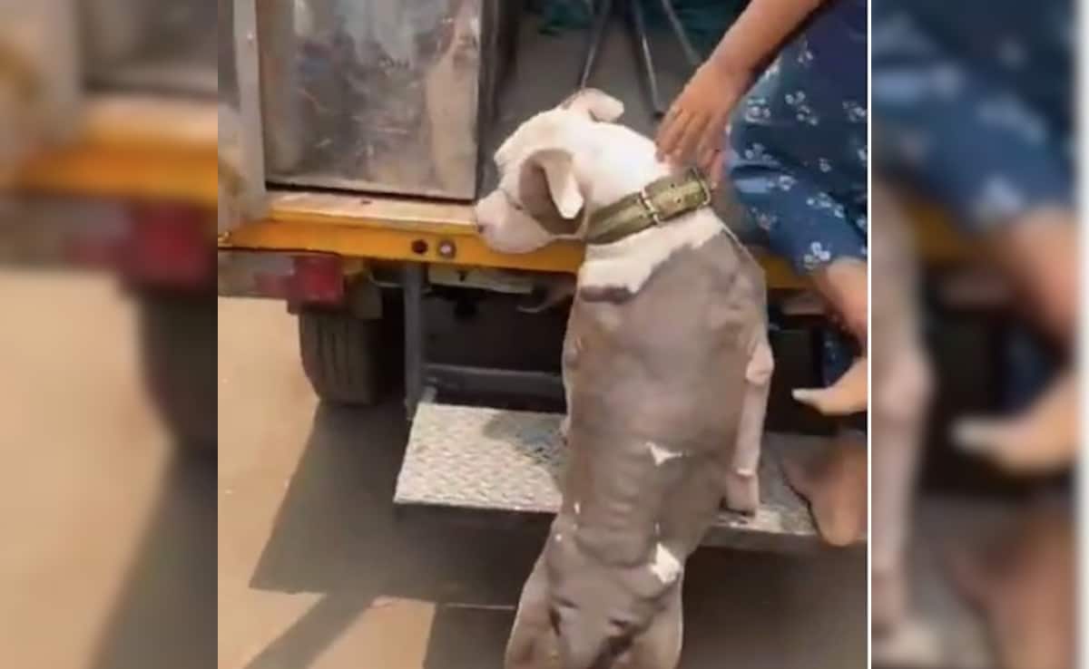 Ченай Седемгодишно момиче беше тежко осеяно от питбул в Тондиарпет