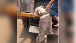 7-Year-Old Chennai Girl Mauled By Pit Bull, Doctors Recommend Plastic Surgery