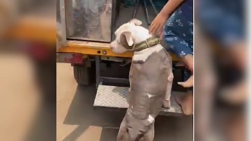 7-Year-Old Chennai Girl Mauled By Pit Bull, Doctors Recommend Plastic Surgery
