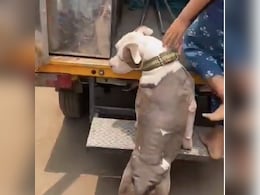 7-Year-Old Chennai Girl Mauled By Pit Bull, Doctors Recommend Plastic Surgery 7-Year-Old Chennai Girl Mauled By Pit Bull, Doctors Recommend Plastic Surgery