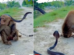 फन काढ़े बैठा था सांप, देखते ही सामने बैठे बंदर ने झुका लिया सिर, फिर खिलौने की तरह पकड़ा और... फन काढ़े बैठा था सांप, देखते ही सामने बैठे बंदर ने झुका लिया सिर, फिर खिलौने की तरह पकड़ा और...