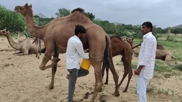 Camel Milk: ऊंटनी का दूध बना सुपरफूड! राजस्थान में खुला ऐसा क्लब, जहां लाइन में लग रहे लोग!