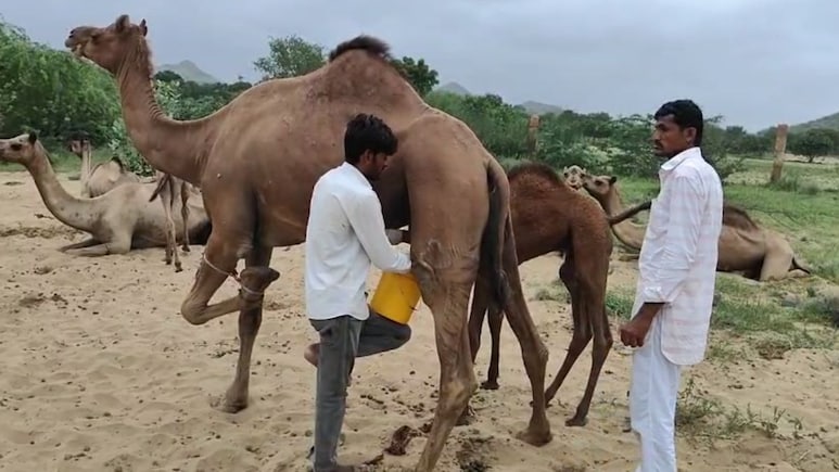 Camel Milk: ऊंटनी का दूध बना सुपरफूड! राजस्थान में खुला ऐसा क्लब, जहां लाइन में लग रहे लोग!