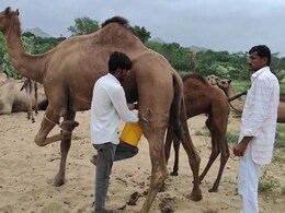Camel Milk: ऊंटनी का दूध बना सुपरफूड! राजस्थान में खुला ऐसा क्लब, जहां लाइन में लग रहे लोग! Camel Milk: ऊंटनी का दूध बना सुपरफूड! राजस्थान में खुला ऐसा क्लब, जहां लाइन में लग रहे लोग!
