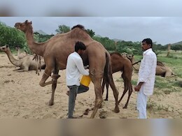 ऊंटनी के दूध में छिपा है हेल्थ का खजाना, जानिए क्या-क्या है खास क्वालिटी?