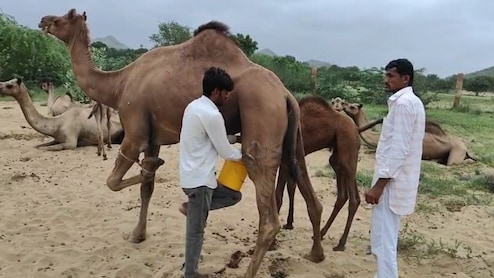 ऊंटनी के दूध में छिपा है हेल्थ का खजाना, जानिए क्या-क्या है खास क्वालिटी?