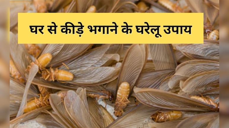 घर से मक्खी, मच्छर और कीड़े भगाएंगे ये 10 आसान नुस्खे, तुरंत मिल जाएगा Insects से छुटकारा