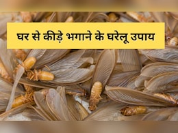 घर से मक्खी, मच्छर और कीड़े भगाएंगे ये 10 आसान नुस्खे, तुरंत मिल जाएगा Insects से छुटकारा घर से मक्खी, मच्छर और कीड़े भगाएंगे ये 10 आसान नुस्खे, तुरंत मिल जाएगा Insects से छुटकारा