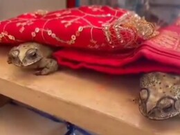 Frog Wedding: छत्तीसगढ़ में बारिश के लिए अनोखी पहल, सूरजपुर के किसानों ने कराई मेंढक-मेंढकी की शादी, गांव वाले बने बाराती