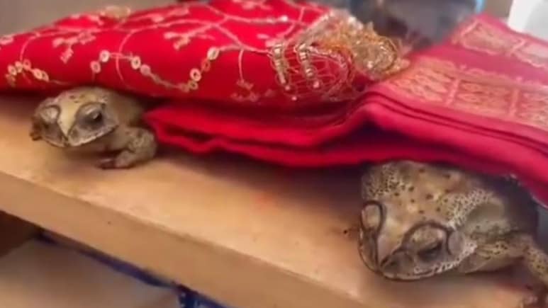 Frog Wedding: छत्तीसगढ़ में बारिश के लिए अनोखी पहल, सूरजपुर के किसानों ने कराई मेंढक-मेंढकी की शादी, गांव वाले बने बाराती