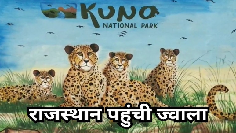 Cheetah Jwala: कूनो छोड़ राजस्थान पहुंची चीता ज्वाला, कूनो प्रबंधन अब ऐसे कराएगी घर वापसी Cheetah Jwala: कूनो छोड़ राजस्थान पहुंची चीता ज्वाला, कूनो प्रबंधन अब ऐसे कराएगी घर वापसी