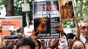 Amid Row, Larger Top Court Bench To Review Order On Stray Dogs' Removal Today