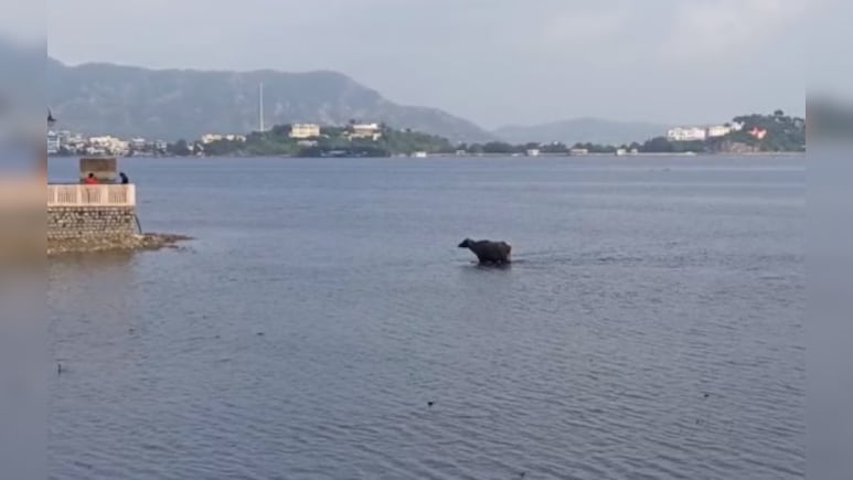 Ajmer News: आनासागर झील से आ रही भयंकर बदबू, अजमेर वासियों के लिए हो रहा सांस लेना दुश्वार 