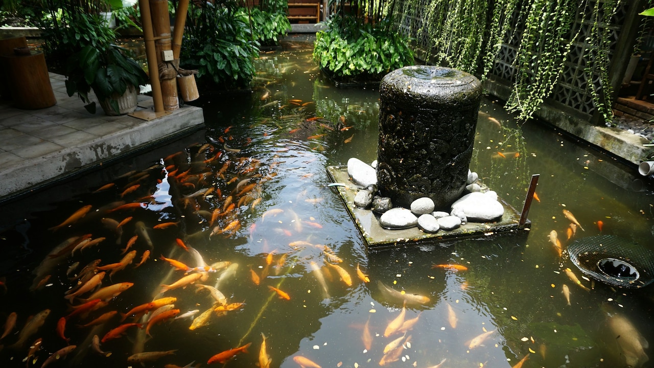 Add a small water fountain