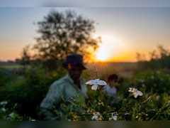 Egyptian Jasmine Farmers Behind World's Perfumes Face Climate Fight Alone
