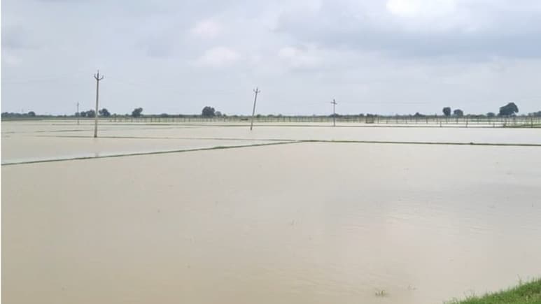 हाड़ौती में बारिश से लाखों हेक्टेयर फसल बर्बाद, किसान लगा रहे सरकार से गुहार... कर रहे मुआवजे की मांग हाड़ौती में बारिश से लाखों हेक्टेयर फसल बर्बाद, किसान लगा रहे सरकार से गुहार... कर रहे मुआवजे की मांग