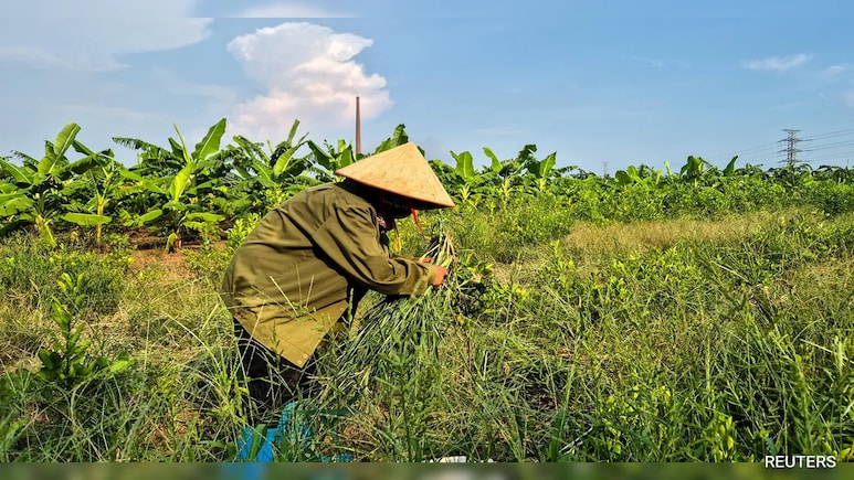 Fistful Of Dollars, Rice For Vietnam Farmers Displaced For Trump Golf Club Fistful Of Dollars, Rice For Vietnam Farmers Displaced For Trump Golf Club