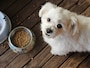 Pet Parents के लिए Good News, सिर्फ 500 रुपये में खरीदें पेट्स की ये जरूरी चीज़ें