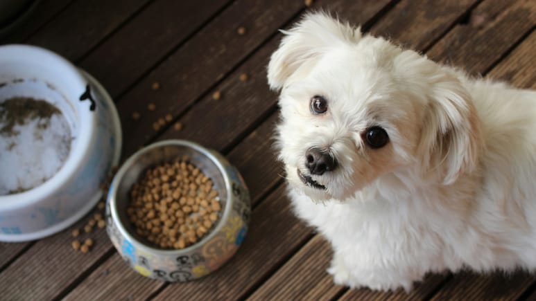 Pet Parents के लिए Good News, सिर्फ 500 रुपये में खरीदें पेट्स की ये जरूरी चीज़ें Pet Parents के लिए Good News, सिर्फ 500 रुपये में खरीदें पेट्स की ये जरूरी चीज़ें