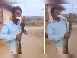 अजगर के साथ रोमांटिक हो रहा था शख्स, अगले ही पल उल्टी पर गई बाजी, कैमरे में कैद हुआ खौफनाक मंजर अजगर के साथ रोमांटिक हो रहा था शख्स, अगले ही पल उल्टी पर गई बाजी, कैमरे में कैद हुआ खौफनाक मंजर