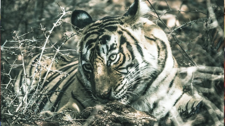 Sanjay Tiger Reserve: संजय टाइगर रिजर्व में करंट से बाघिन T 49 की मौत