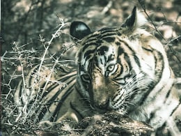 Sanjay Tiger Reserve: संजय टाइगर रिजर्व में करंट से बाघिन T 49 की मौत Sanjay Tiger Reserve: संजय टाइगर रिजर्व में करंट से बाघिन T 49 की मौत