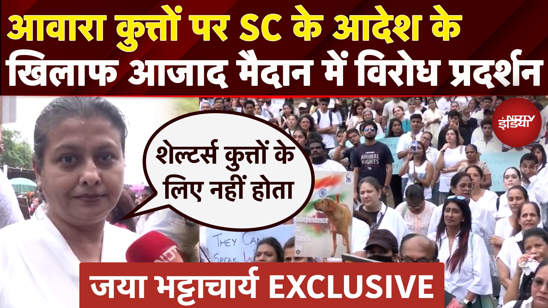 Video : Stray Dogs से जुड़े SC के आदेश के खिलाफ विरोध प्रदर्शन में Jaya Bhattacharya ने क्या कहा?