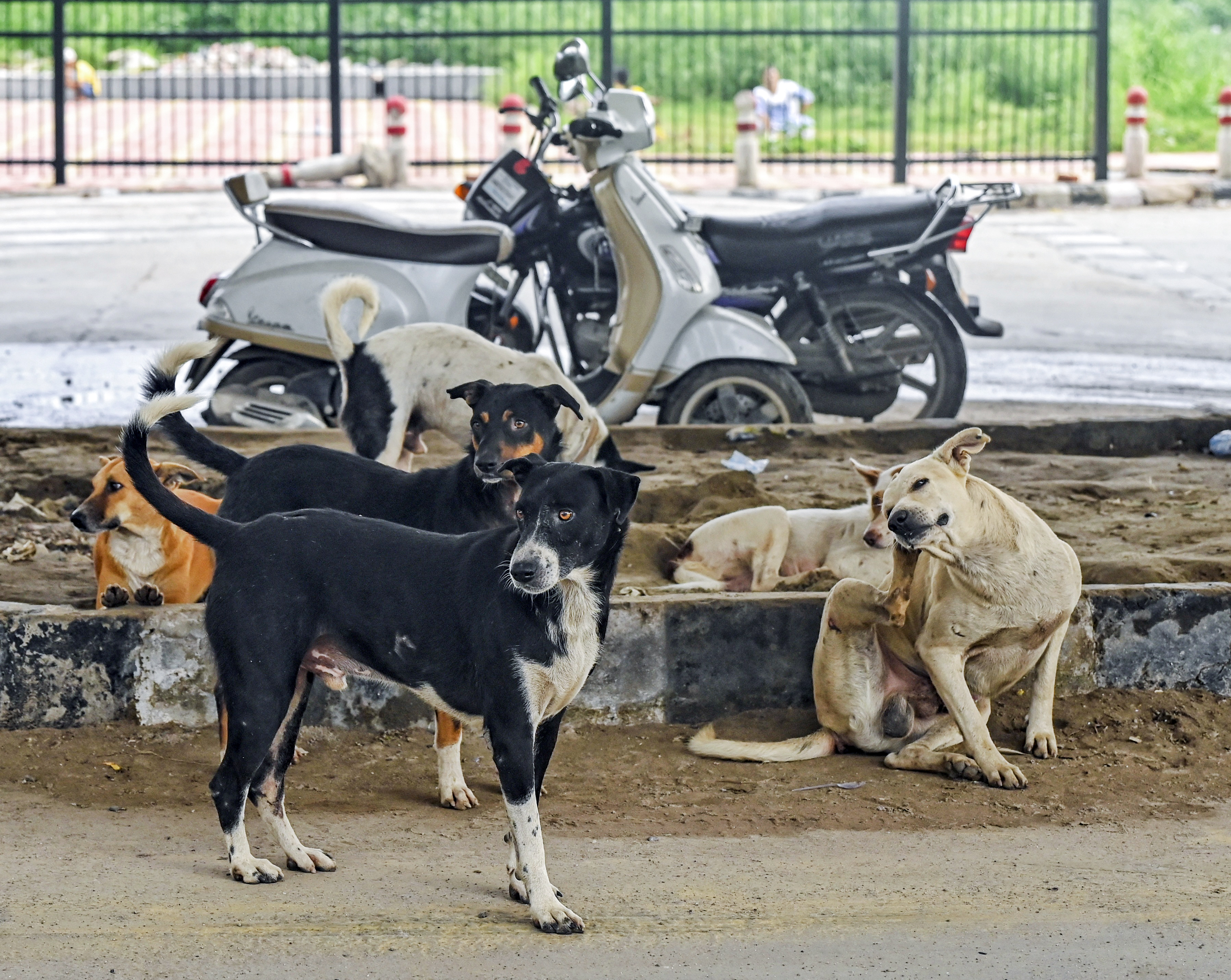 क्या बदलेगा 'सुप्रीम' फैसला? आवारा कुत्तों के मामले में सुप्रीम कोर्ट की नई बेंच आज करेगी सुनवाई