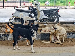 क्या बदलेगा 'सुप्रीम' फैसला? आवारा कुत्तों के मामले में सुप्रीम कोर्ट की नई बेंच आज करेगी सुनवाई