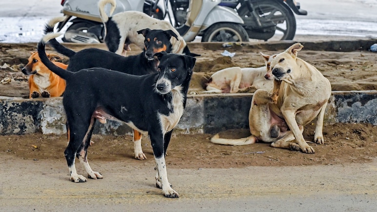क्या बदलेगा 'सुप्रीम' फैसला? आवारा कुत्तों के मामले में सुप्रीम कोर्ट की नई बेंच आज करेगी सुनवाई