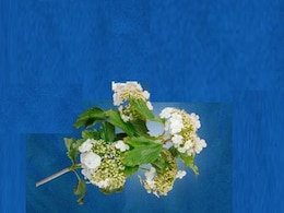 स्तनपान कराने वाली माताओं के लिए वरदान है ये पौधा, मां और शिशु दोनों के लिए फायदेमंद, जानें कैसे करें उपयोग स्तनपान कराने वाली माताओं के लिए वरदान है ये पौधा, मां और शिशु दोनों के लिए फायदेमंद, जानें कैसे करें उपयोग