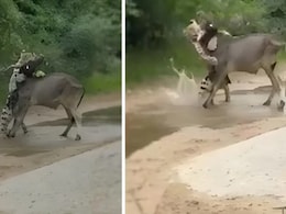 तेंदुए ने गाय के बछड़े को गर्दन से दबोचकर पटका नीचे, देखते ही बच्चे को बचाने दौड़ी मां, फिर जो हुआ... तेंदुए ने गाय के बछड़े को गर्दन से दबोचकर पटका नीचे, देखते ही बच्चे को बचाने दौड़ी मां, फिर जो हुआ...