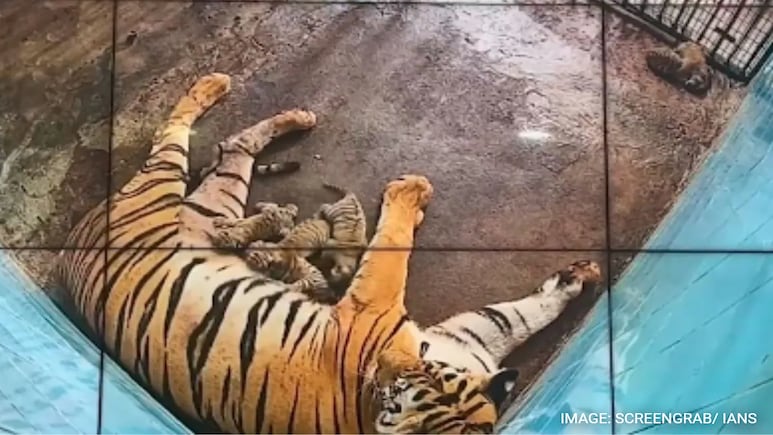 6 Cubs Born To Royal Bengal Tiger In Delhi Zoo, Largest Litter In 20 Years 6 Cubs Born To Royal Bengal Tiger In Delhi Zoo, Largest Litter In 20 Years